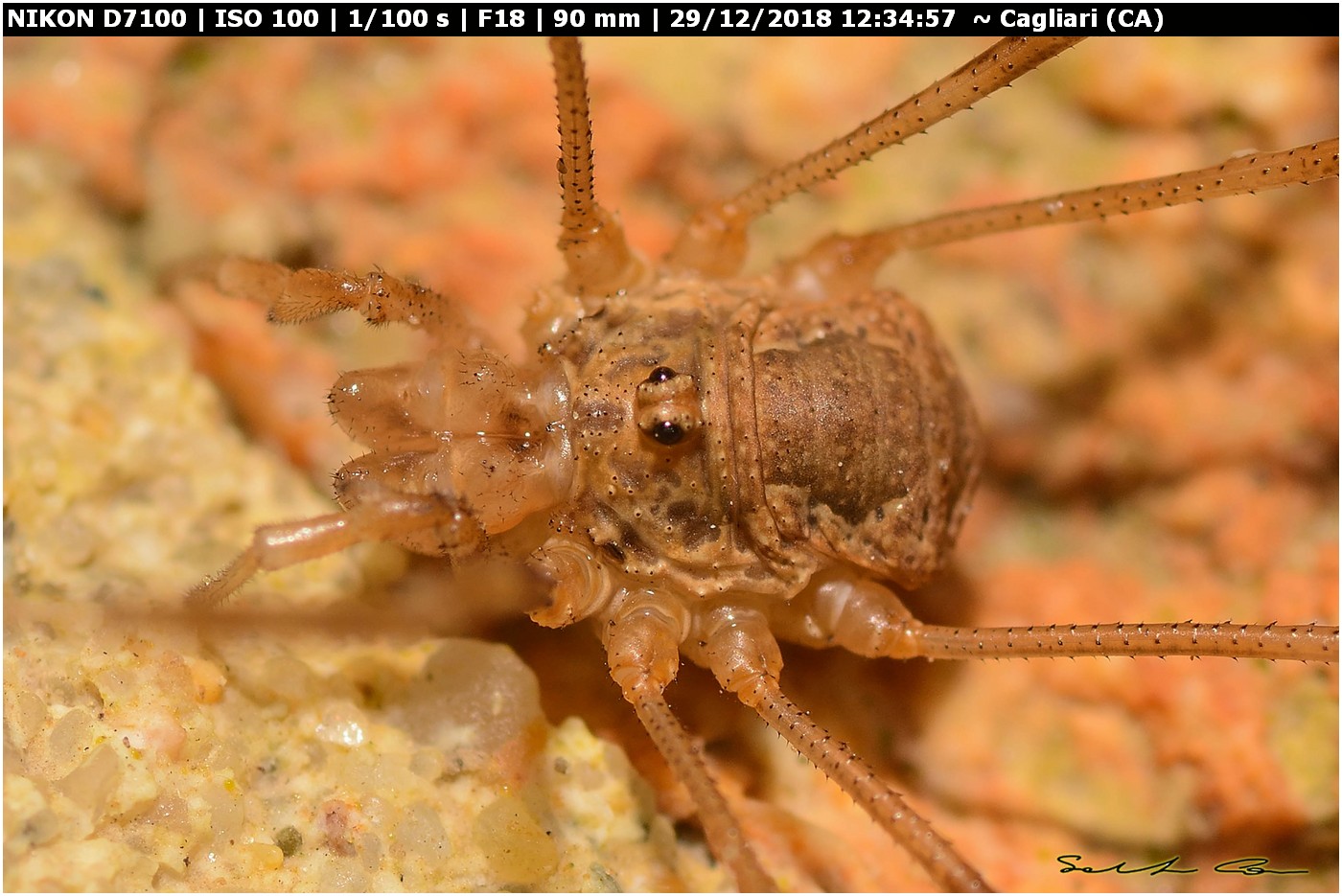 ♂ Phalangium targionii (Phalangiidae)